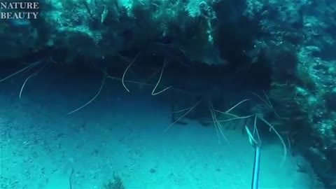 Big Octopus Hunting Skills in the sea Spear Fishing- Catching fish