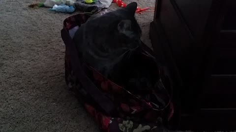 Kitty In A Bag