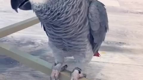 Parrot dancing to sing