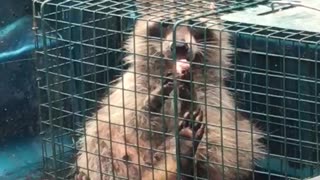 CUTE Raccoon Eats Vienna Sausage