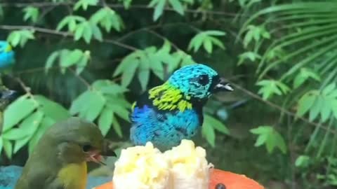 Hungry birds fighting among themselves over fruit!♾