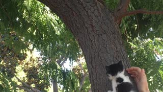 Woman Monitors Meeting Between Kitten and Squirrel