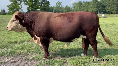 Registered Hereford Bull “MARSHAL 27F”