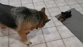 Pup has no fear of gaint German shepherd
