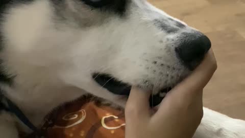 nothing out of the ordinary, just my husky chewing on my hand