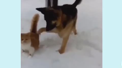 German Shepherd bullies Cat