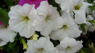 white flowers in the backyard