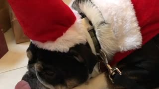 Indiana the Bulldog is Grumpy on Christmas