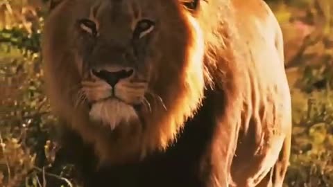 Lion Say something