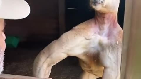 Kangaroo showed its huge muscles