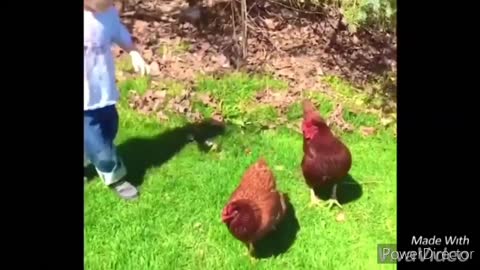 These Chickens Are OUT OF CONTROL! (VERY FUNNY)