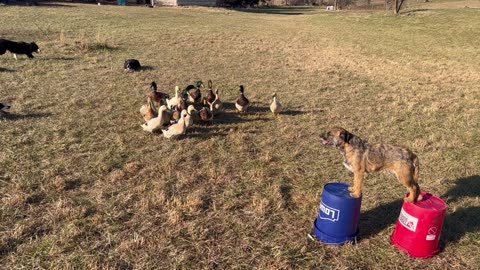 Collies Herding Ducks