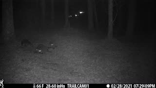 4 Raccoons Looking for Food