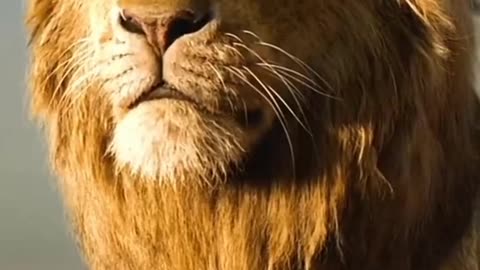 Sher Khan Tiger and lion attitude | شیر خان شیر اور شیر کا رویہ