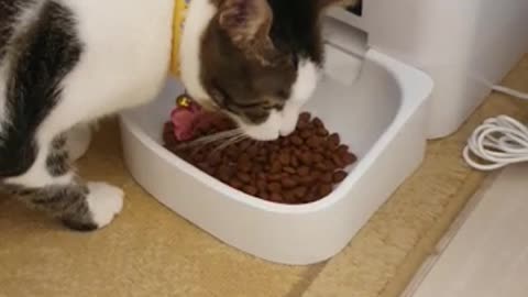 Automatic Dispencer for Cat Cookies