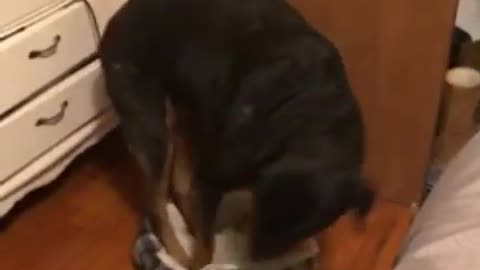 Dog Is Way Too Big For His Bed, Still Loves It Anyway