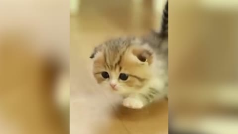 Cute Baby Cat Cub so Adorable_Part02