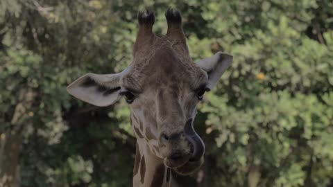 Close-up shot of giraffe head against green trees. Animal cleaning nose with the tongue