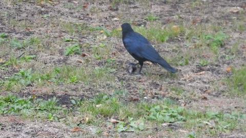 Graphic Video!!** Crow Pecking and eating Rabbit's Head!