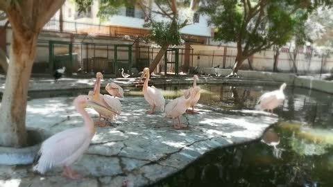 Visitor Was Amazed By Pink Pelican