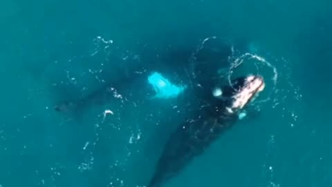 This Astonishing Moment Will Leave You in Awe! 🌊🐋