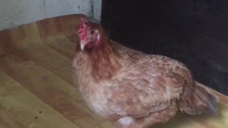 My Badly injured pet chicken patontring