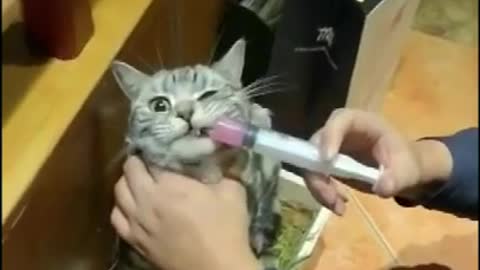 Cats Violent reaction to medicine, owner hurt!!