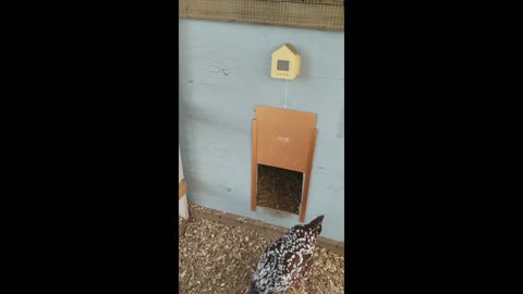 Chicken Chat: Automatic Chicken Coop Door Openers TITAN Review