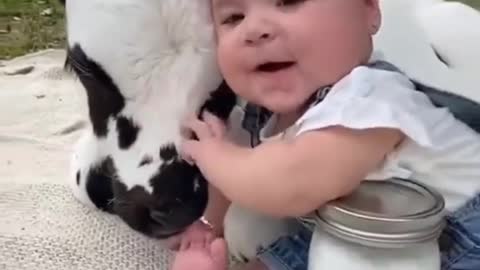 Funny baby videos with cow