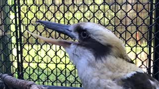 Kookaburra's iconic "laugh" in slow motion is totally sinister