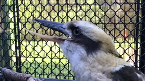 Kookaburra's iconic "laugh" in slow motion is totally sinister