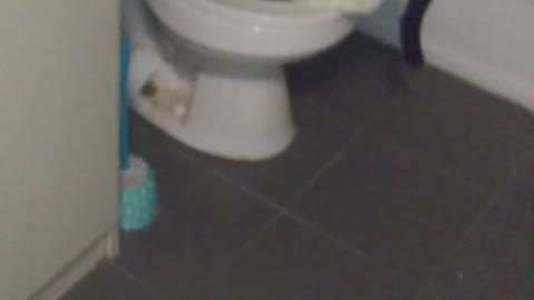 Toilet cat