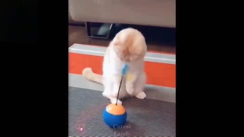 Animal playing with toys funny way