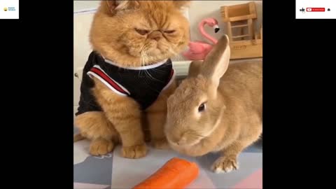Lovely rabbit and cat