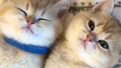 Super Sleepy Kittens To Make Feel Good