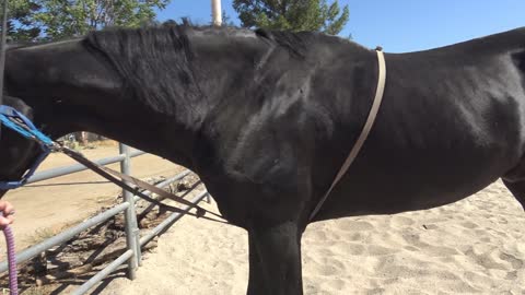 Arim 26yr old Ahkal-Teke Stallion Put on Lip Chain, Over the Topline Line Setup, Walk Past Horses to Arena