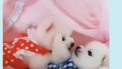 THE CUTE CUTEST PET VIDEO 6