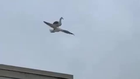 Lazy Bird Hitches A Lift Off His Friend