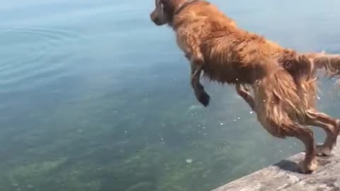 Without Break - Funny Dog Jump