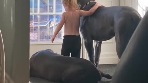 Cane Corso with Toddler (its Love)