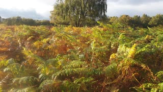 English Park Colours