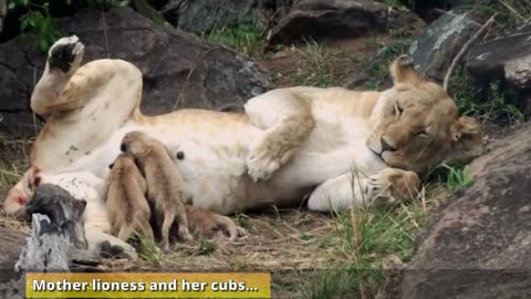 Mother lioness and her newborn cubs...