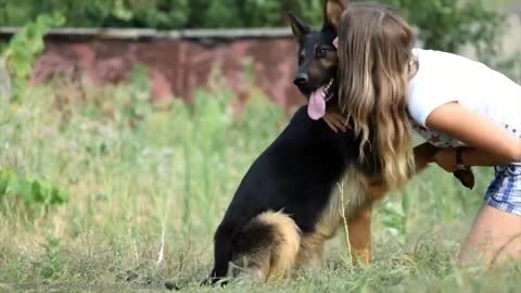 15 Best Trained & Disciplined Dogs in The World!