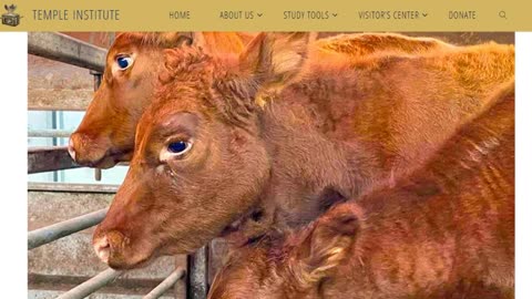 Red Heifer Sacrifices - The Temple Institute states April 10, 2024 (Nisan 2) will be ceremony date!