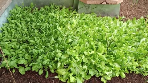 First Salad From The Geothermal Greenhouse - Mustard, Lettuce, Arugula = BOOM!