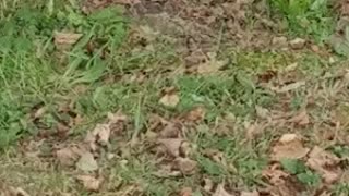 Squirrel eating a mushroom