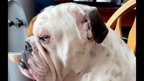 Bulldog adorably struggles to stay awake in kitchen chair