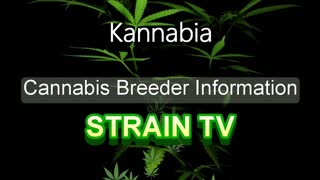 Kannabia - Cannabis Strain Series - STRAIN TV