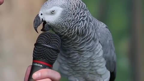 Wonderful Talking Parrot