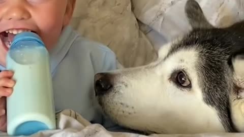 3 Years Of Love Between My Husky & Baby!! [CUTEST VIDEO EVER!] [WITH MUSIC]